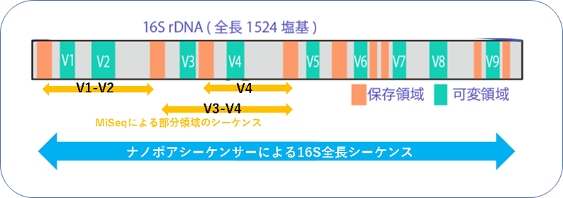 16S全長シーケンスの模式図