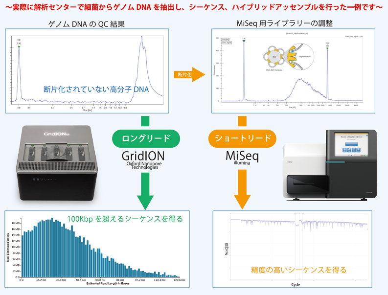 ハイブリッドアセンブルで高精度ゲノムをコンプリート