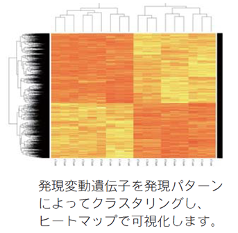 発現変動transcriptsの可視化ヒートマップ