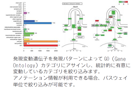 発現変動transcriptsのGOエンリッチメント