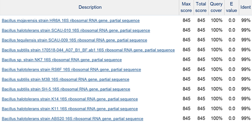 Bucillus属細菌のBlast結果
