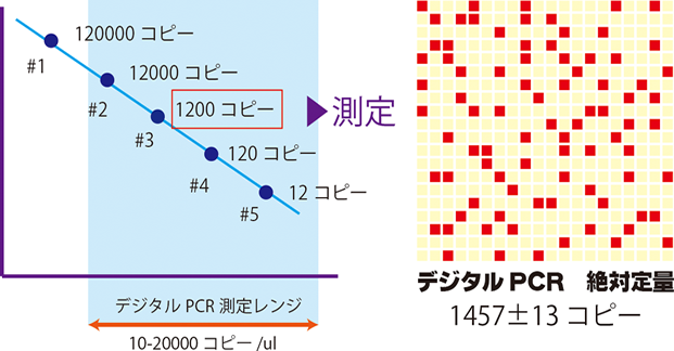 デジタルPCRによる絶対定量