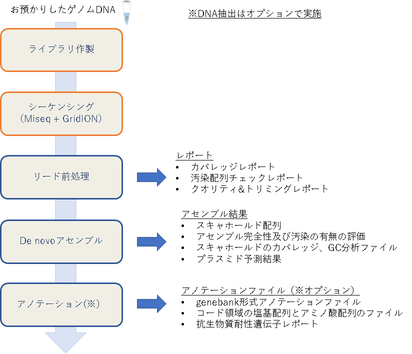 カバレッジレポート、汚染配列チェックレポート、 クオリティ&トリミングレポートスキャホールド配列 アセンブル完全性及び汚染の有無の評価 スキャホールドのカバレッジ、GC分析ファイル プラスミド予測結果 、genebank形式アノテーションファイル コード領域の塩基配列とアミノ酸配列のファイル 抗生物質耐性遺伝子レポート